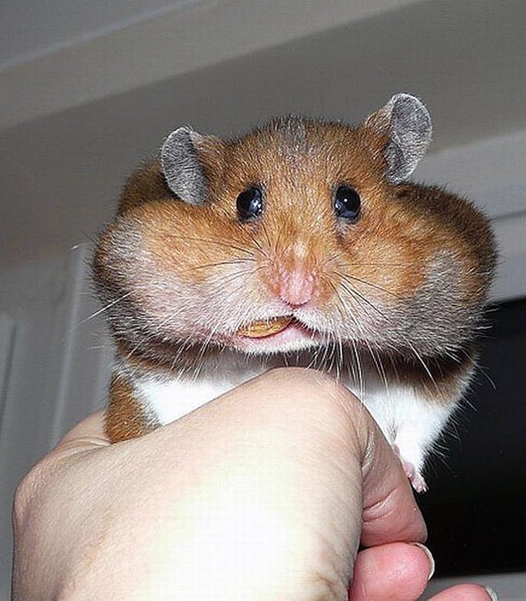 Прикольный хомяк