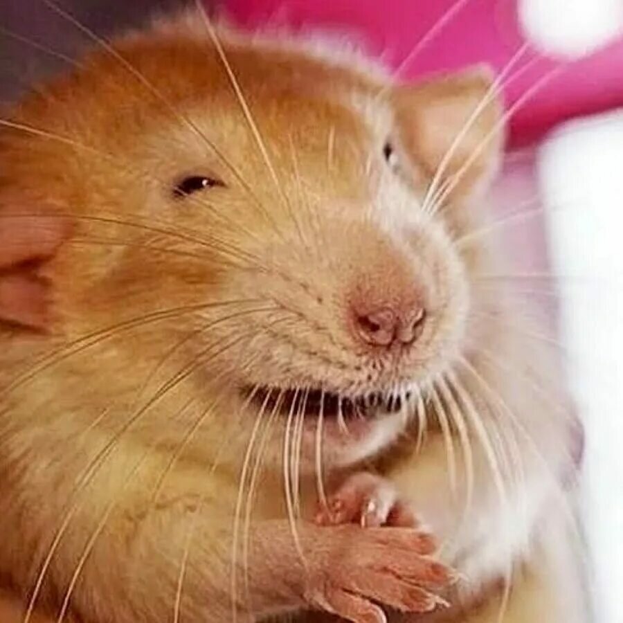 Крыса улыбается