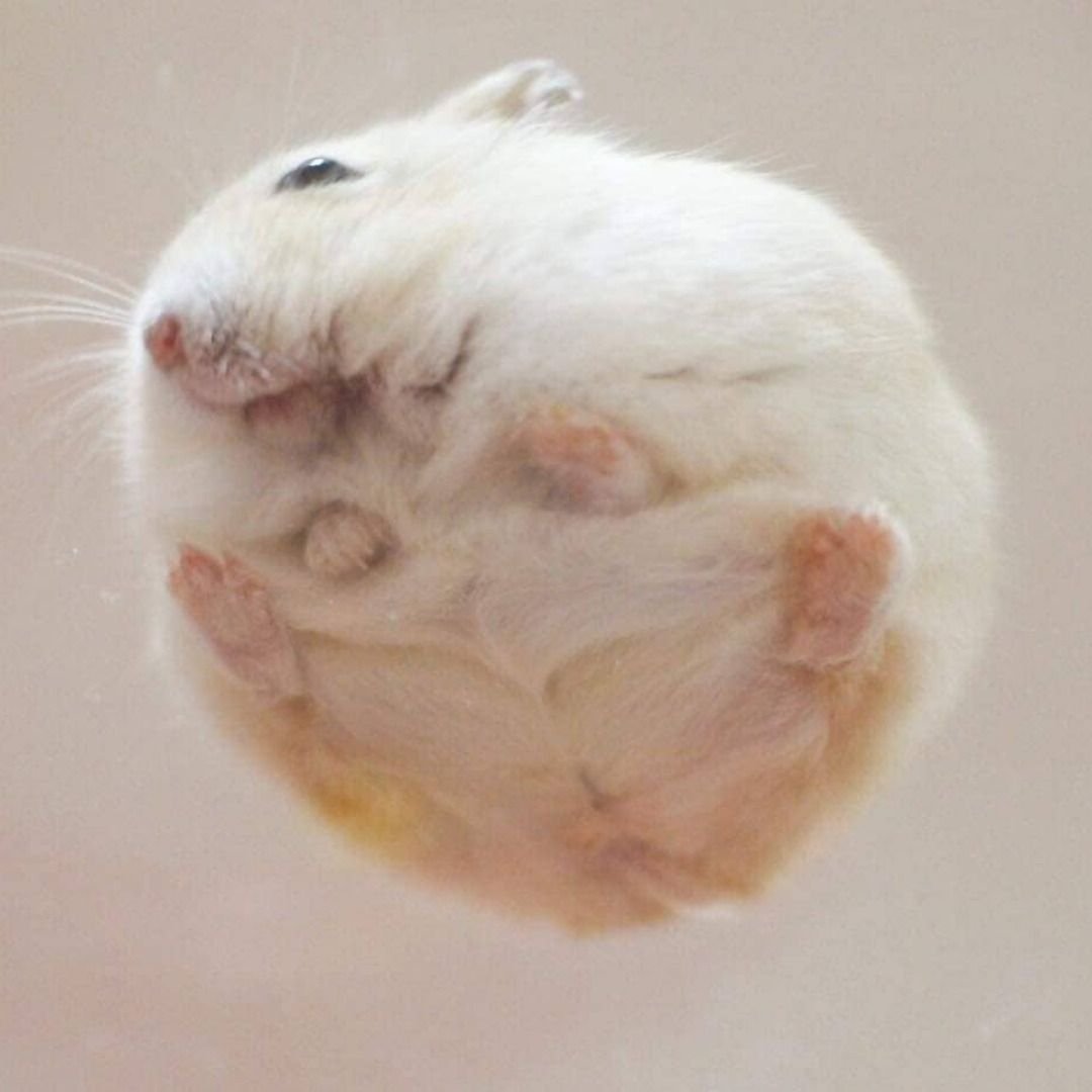 Лови хомячка