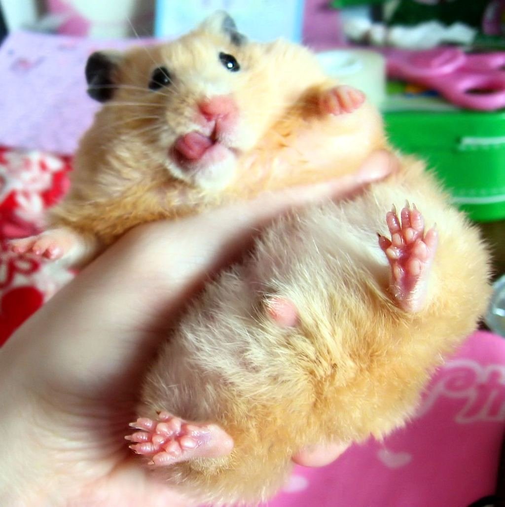 Хомяк выглядывает