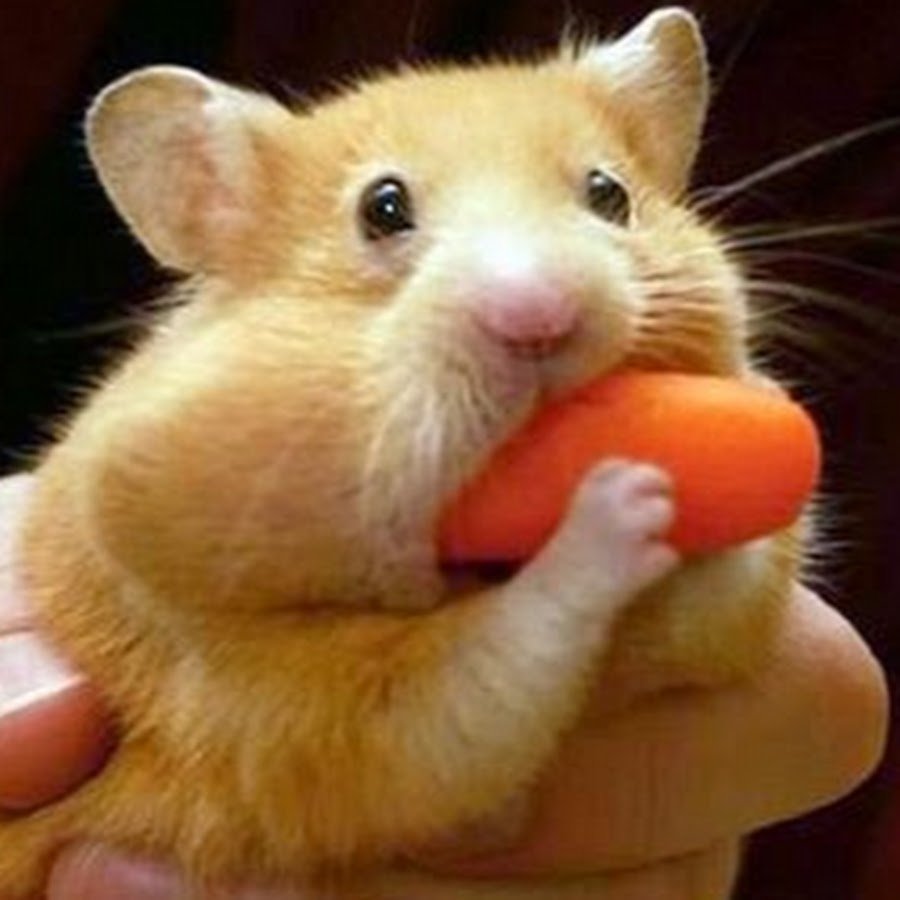 Хомяк с печенькой