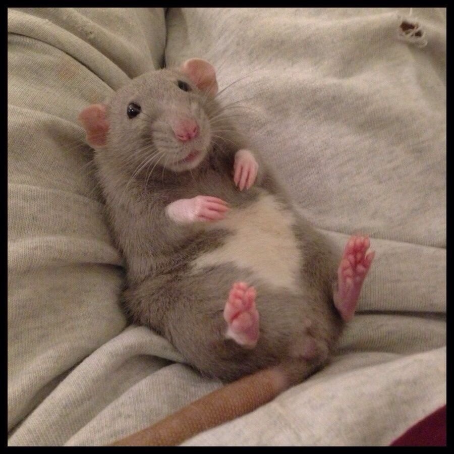 Хома хомячки джунгарики