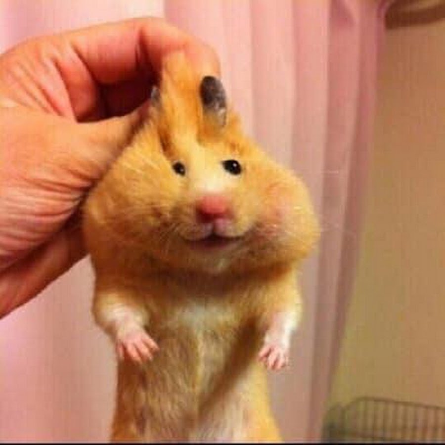 Хомяк сирийский