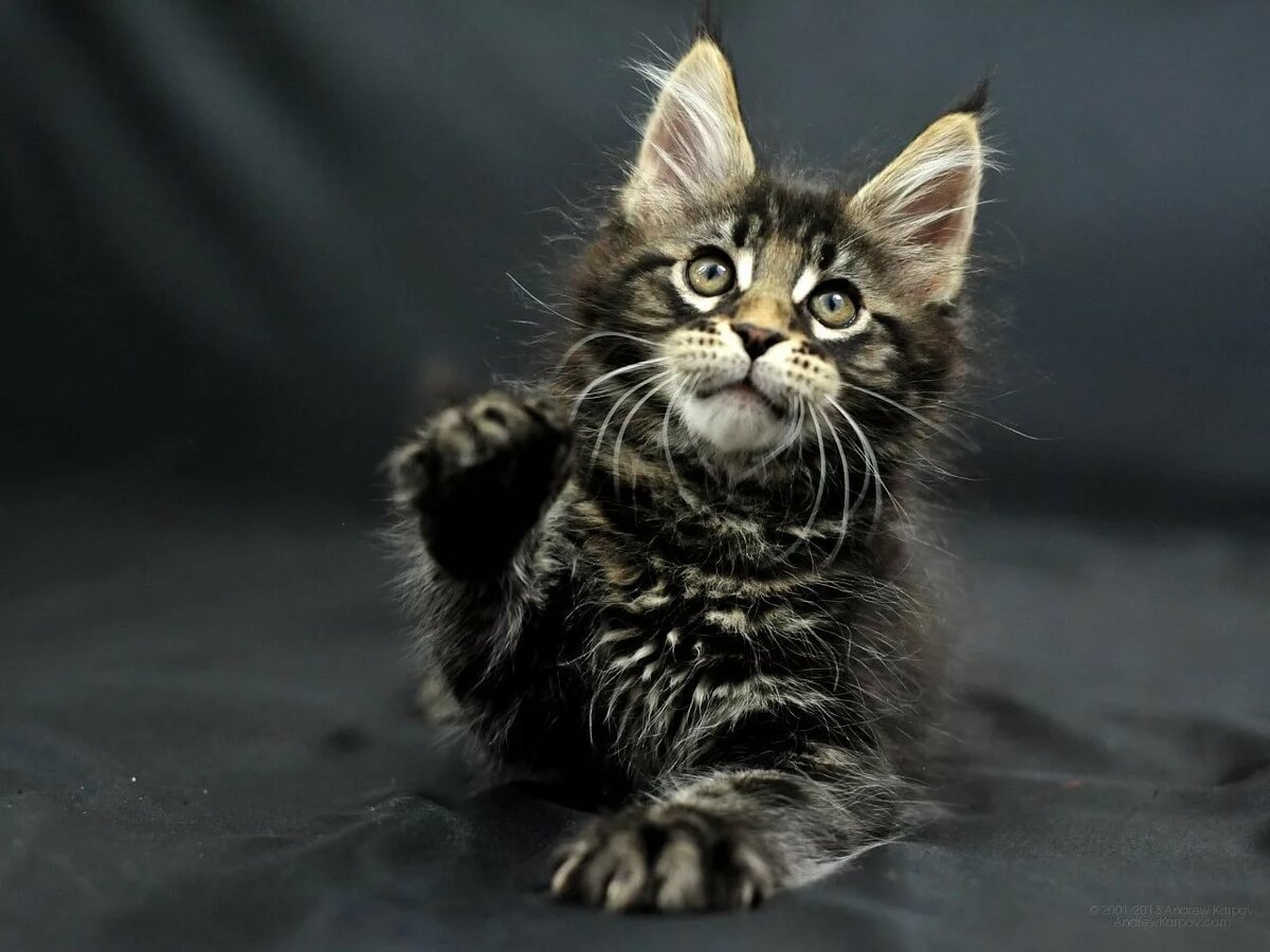 Мейн кун полосатый котенок