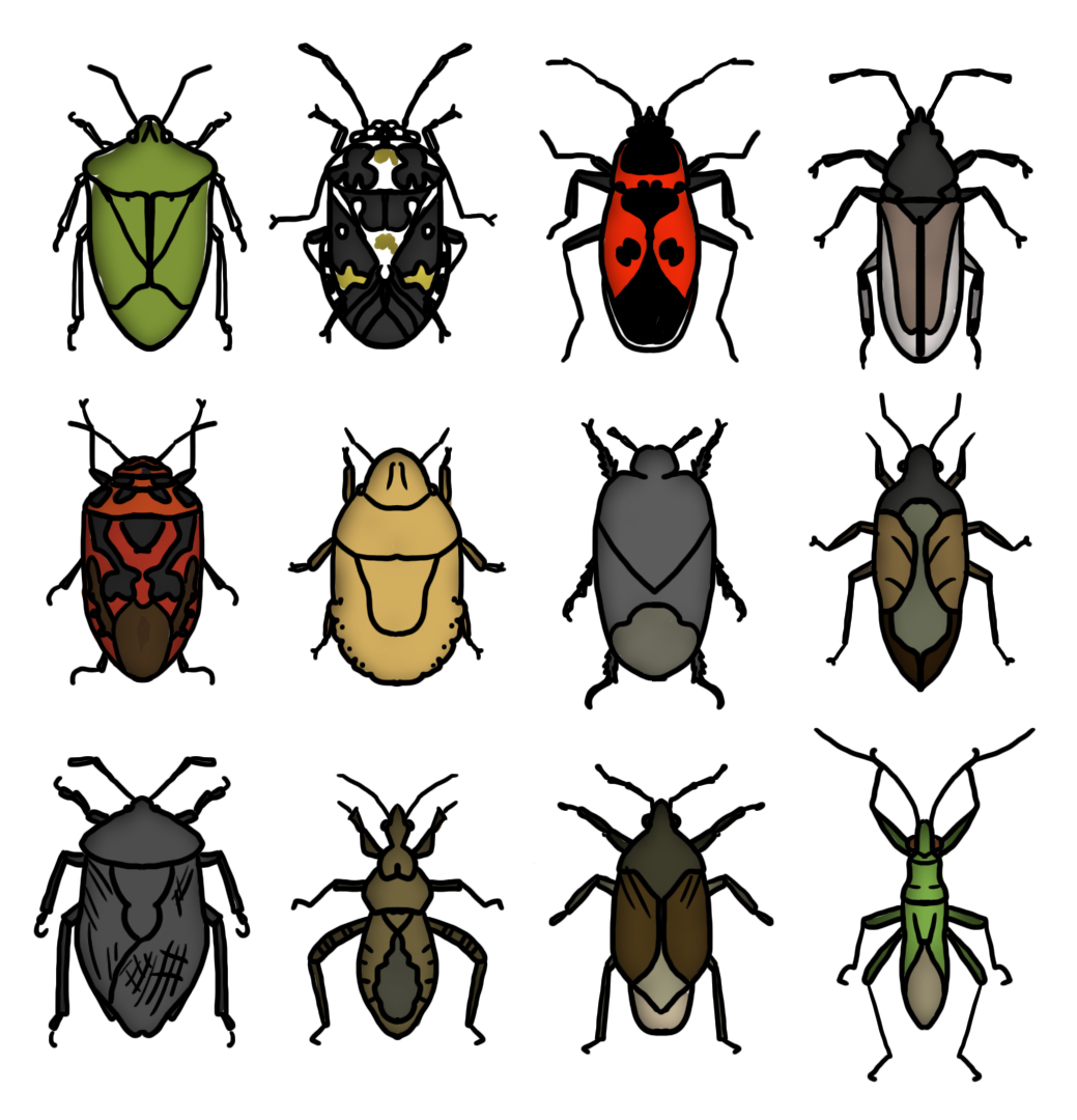 Гигантский сверчок Уэта