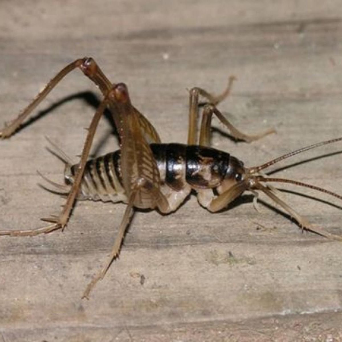 Гнездо пауков в квартире