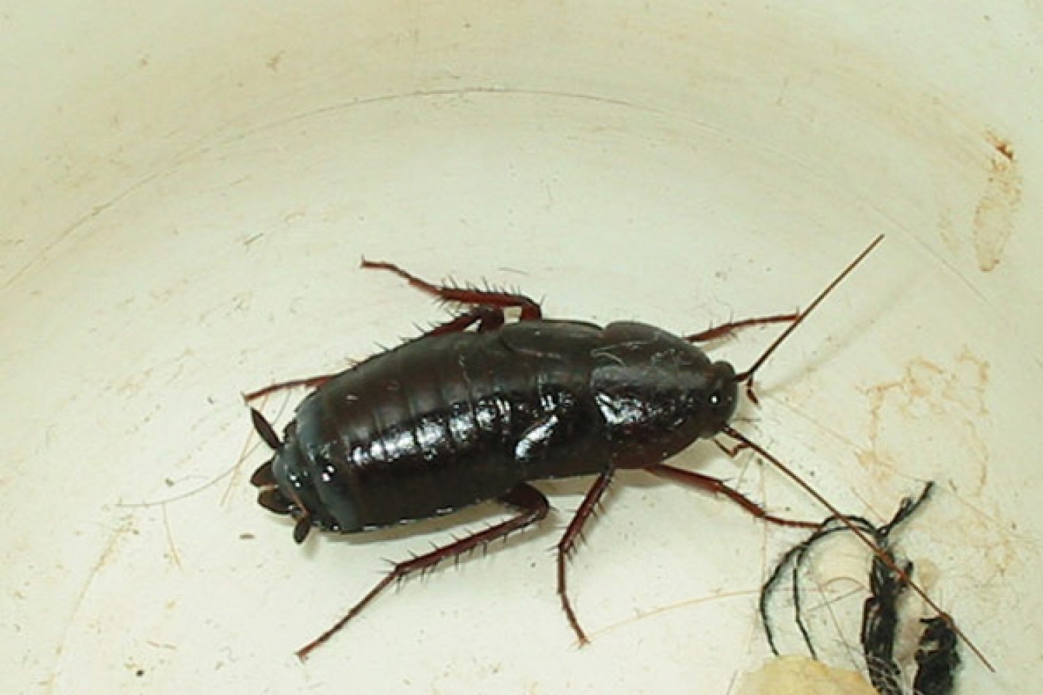 Черный похож на таракана. Жук таракан черный. Жук Прусак. Черные тараканы и прусаки. Большой черный таракан.