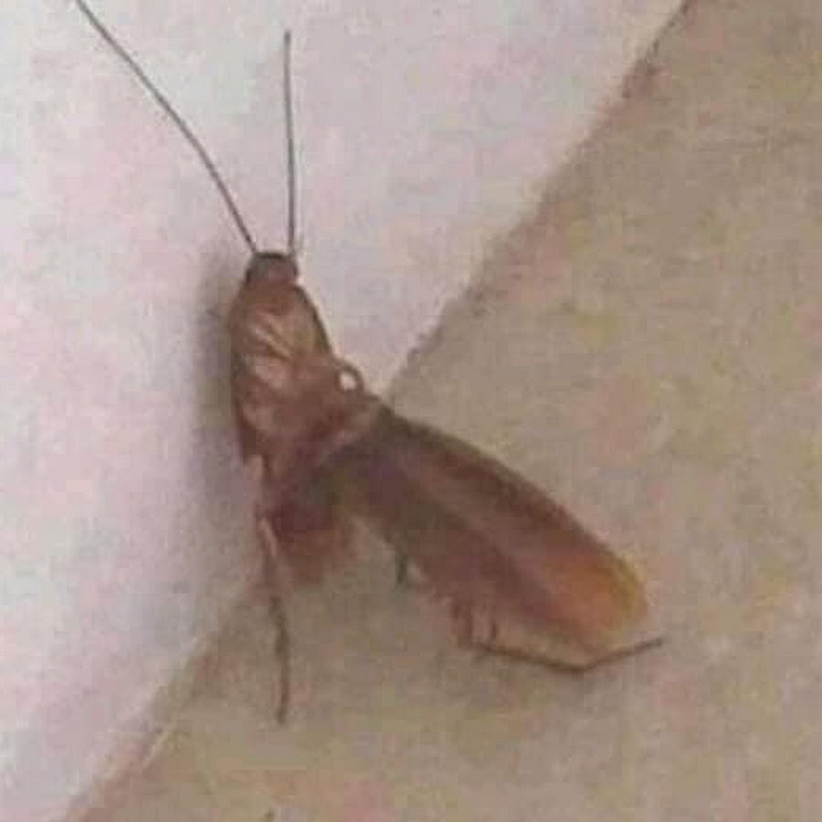 Таракан oriental