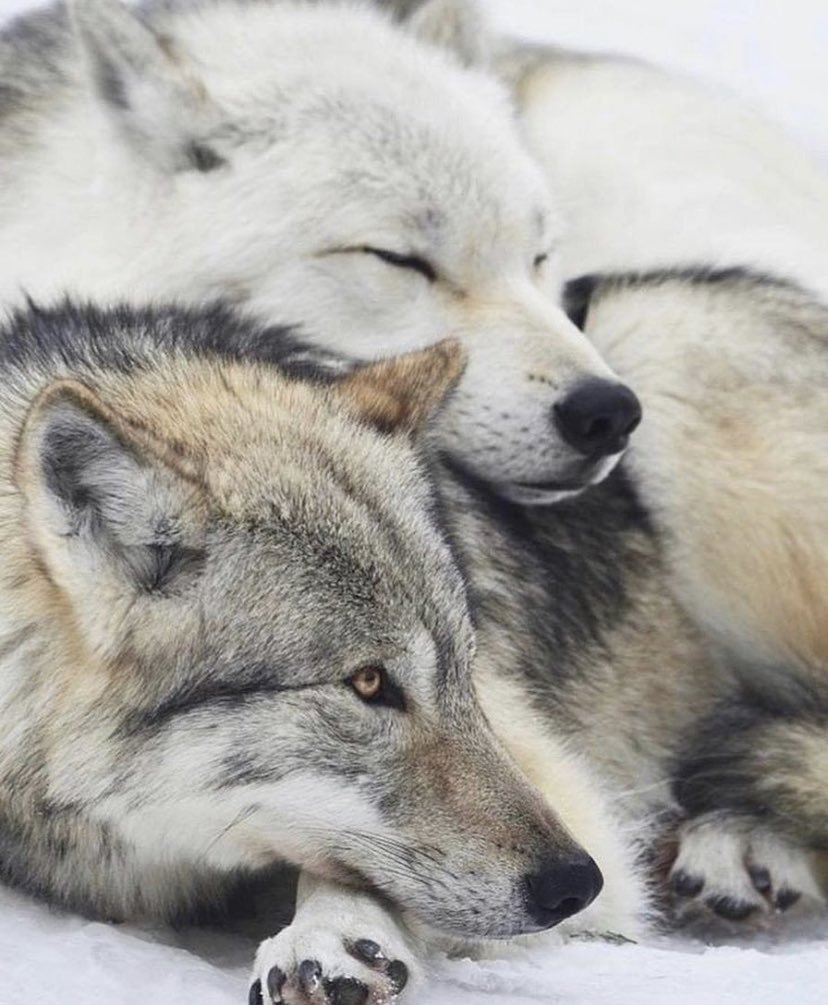 Волк и волчица любовь
