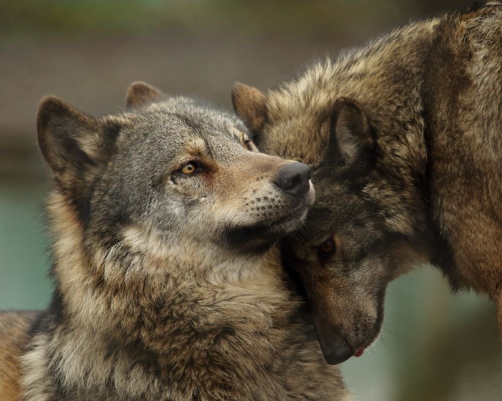 Верность волка