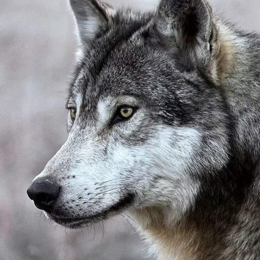 Кремовый волк