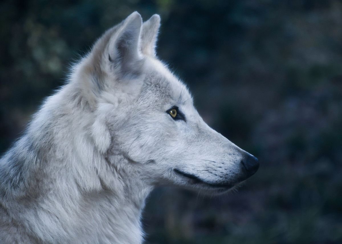 Хвост волка