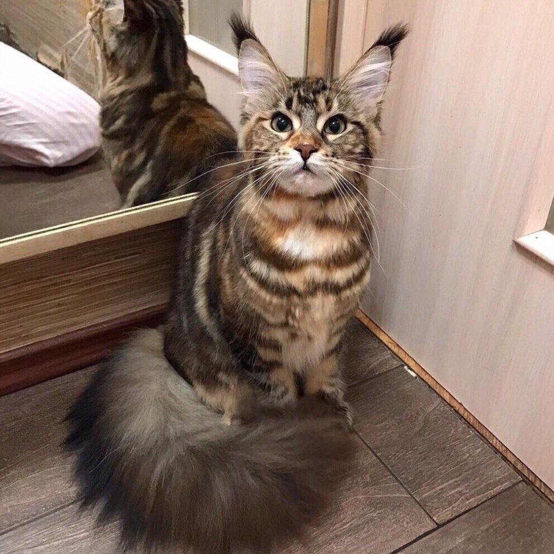 Кот Мейн кун лапа