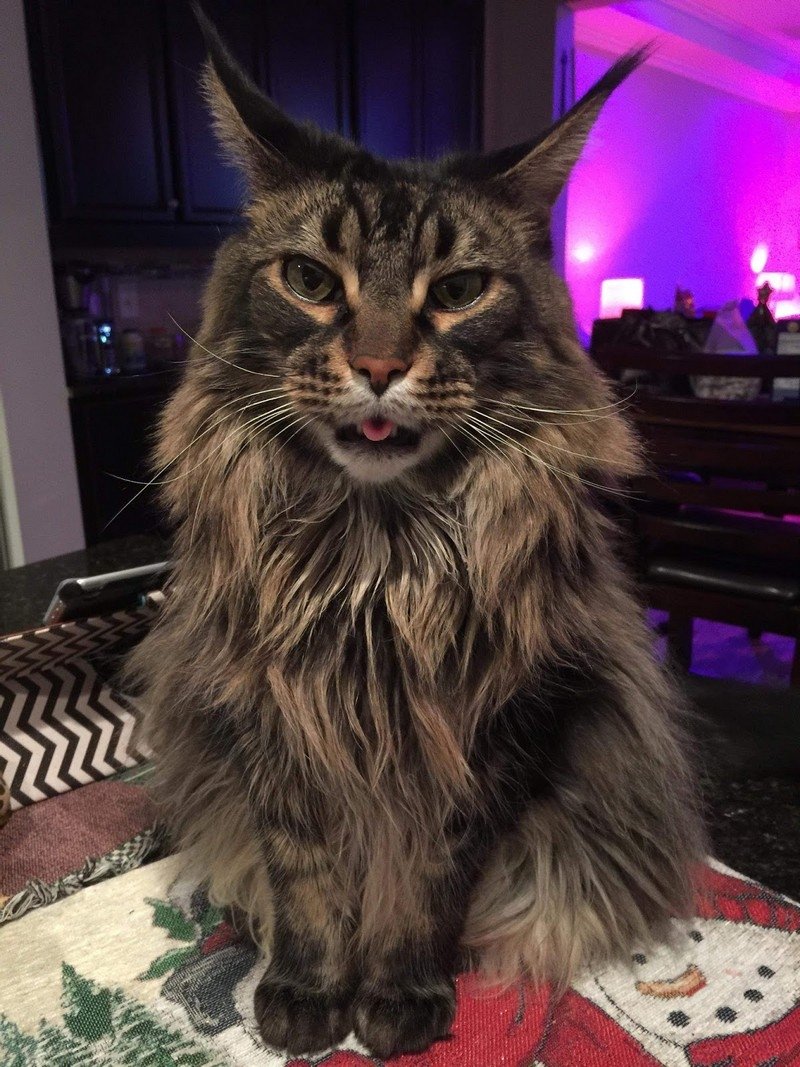 Мейн кун Павла воли