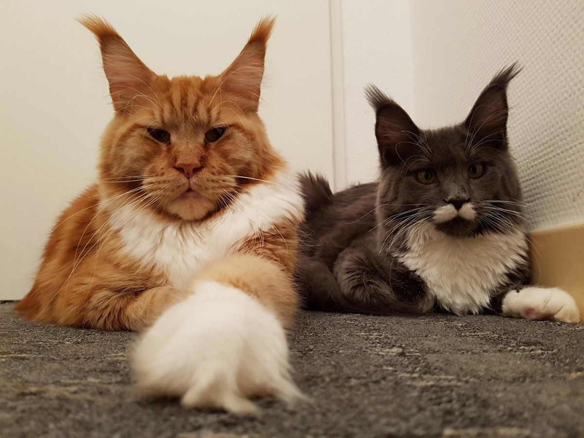 Мэйкун Манчкин