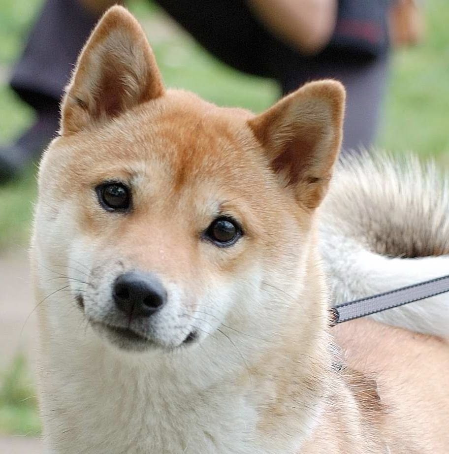 Канадский волкособ вольфхунд