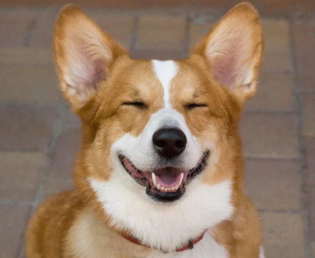 Породы собак названия Грейхаунд