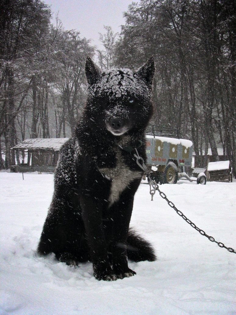 Породы собак и их названия