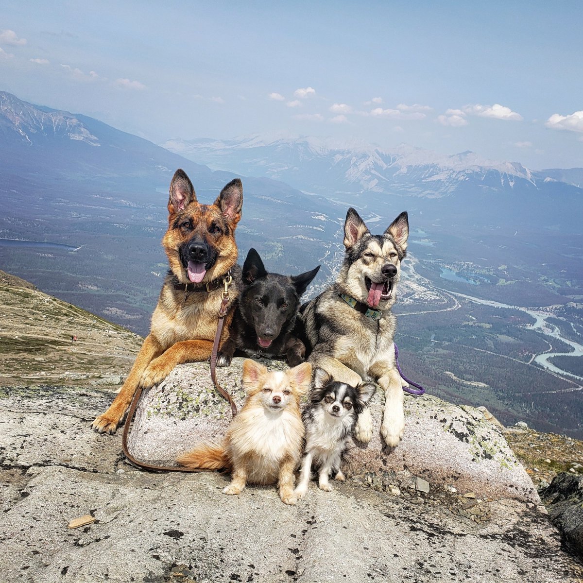 Акита ину и самоед