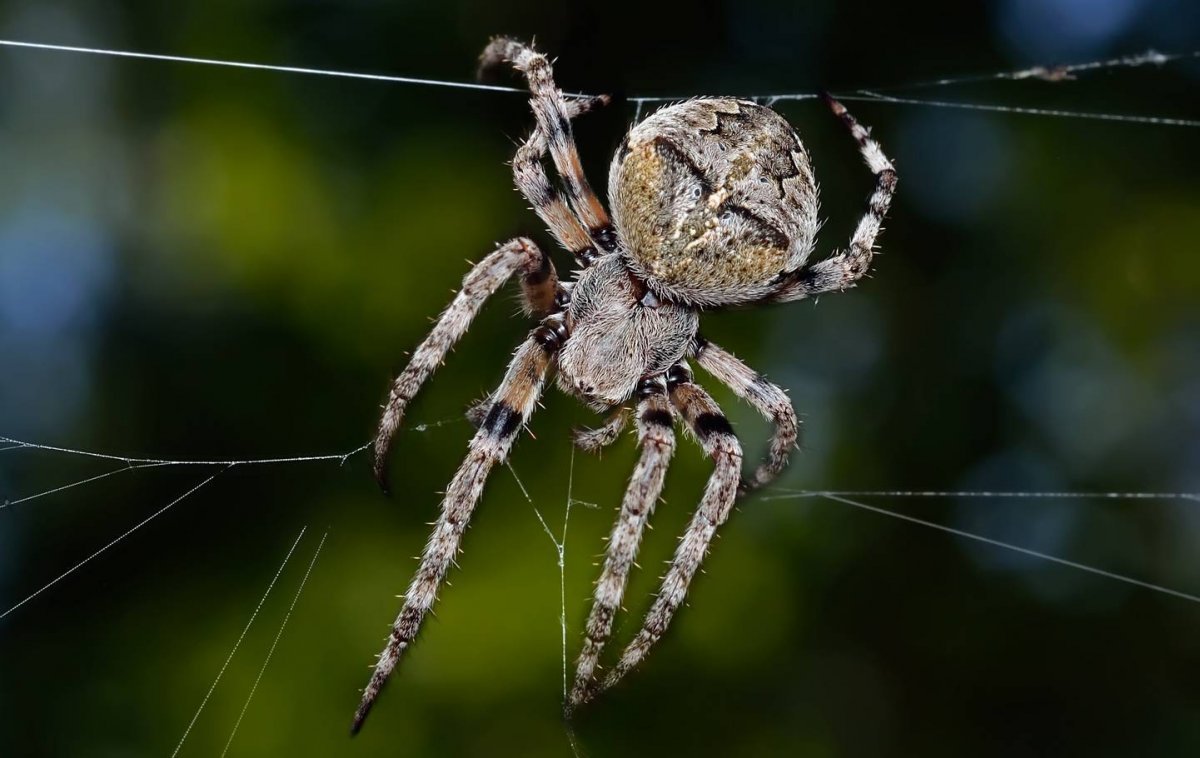 Паук Мизгирь крестовик