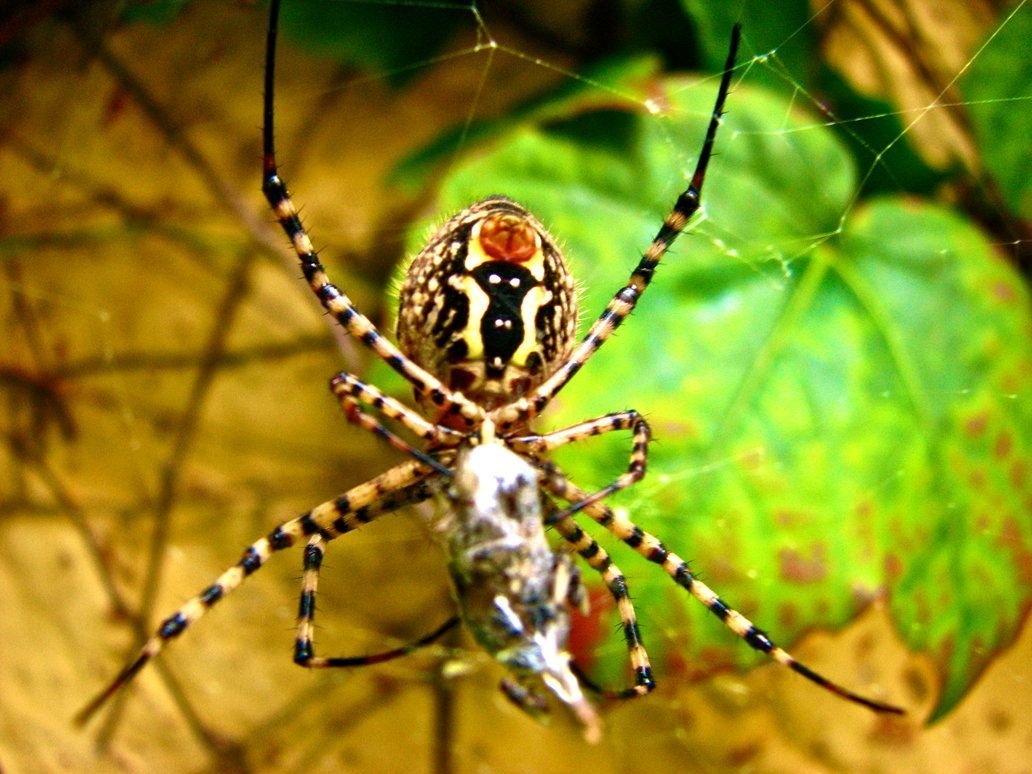 Паук Арлекин
