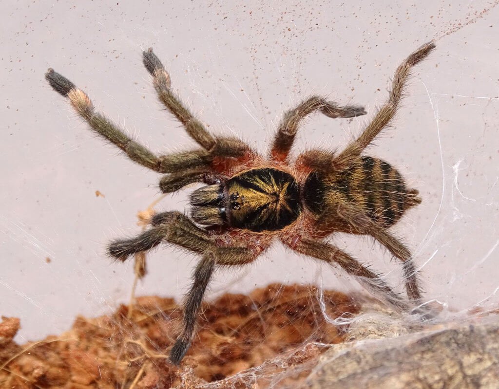 Желтый Тарантул