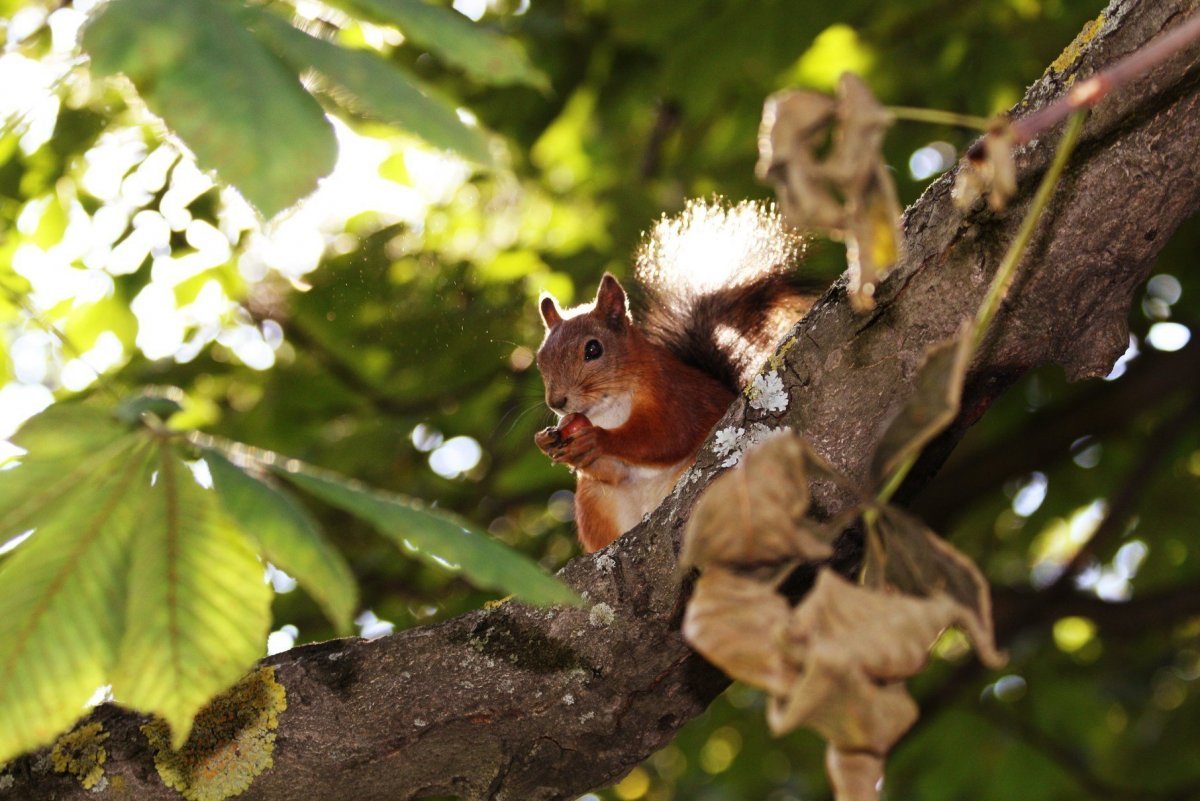 Белка с орешками на веточке