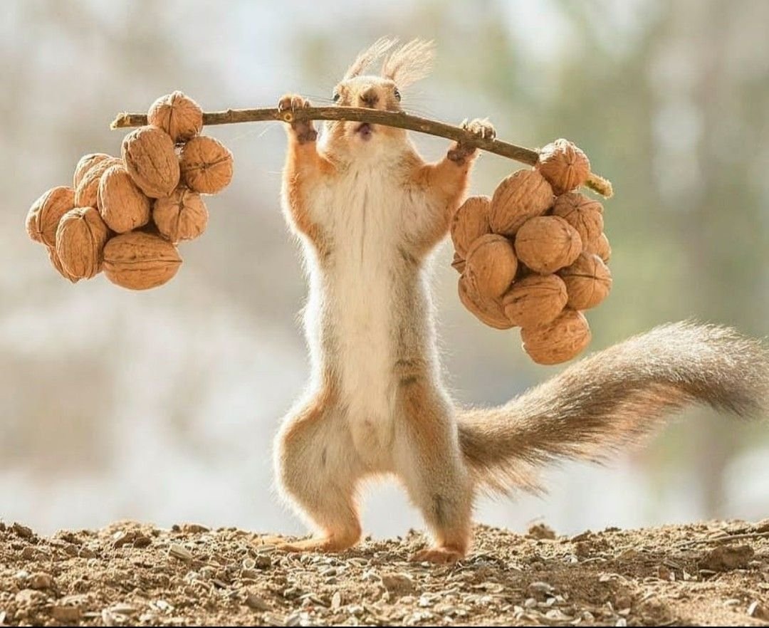 Смешные белки