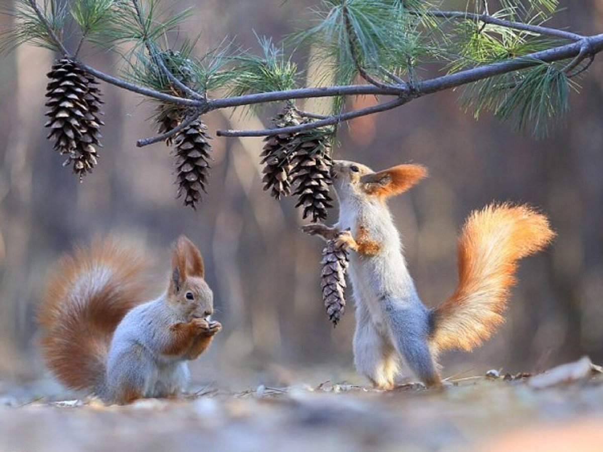 Белка держит орех