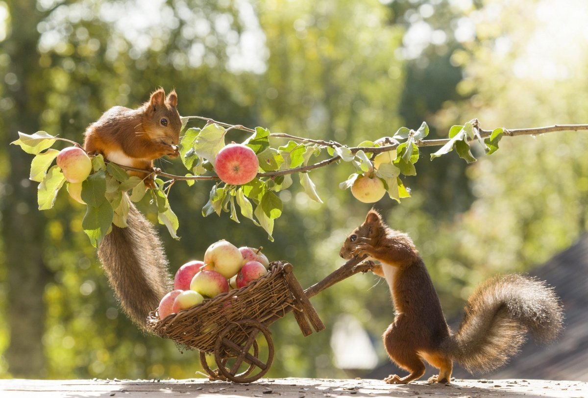 Гирт Вегген фотограф шведско-голландский