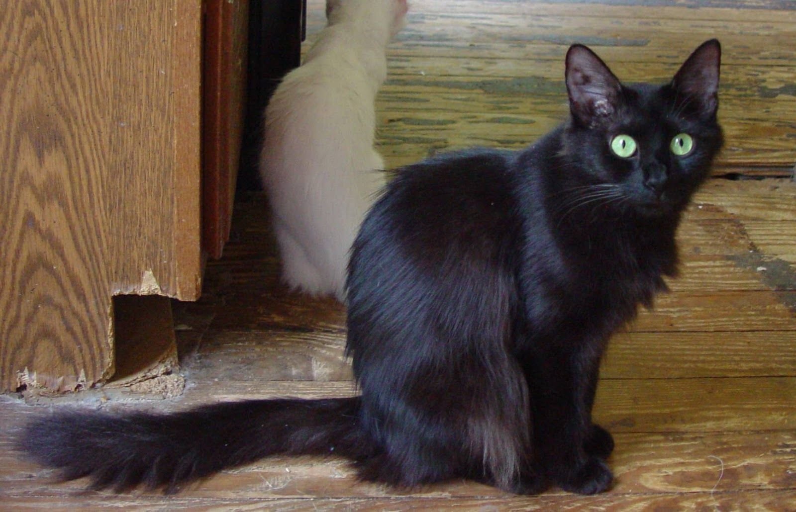 Ангорский кот черный - 69 фото