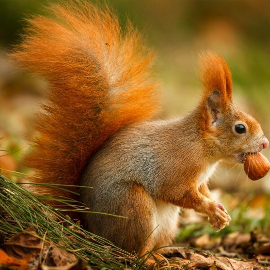 Белочка с орехом