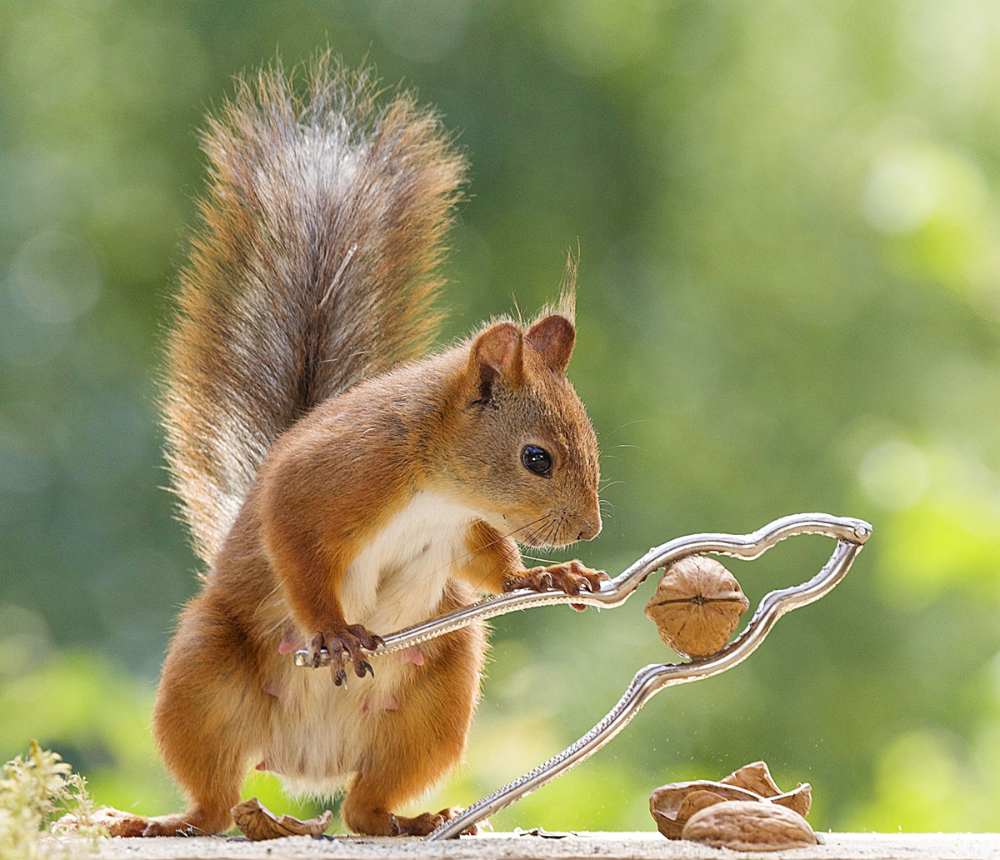 Белочка с орехом