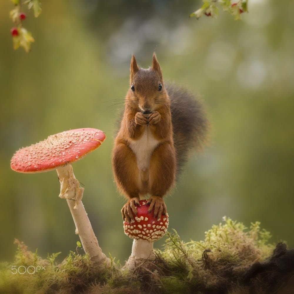 Белка с грецким орехом