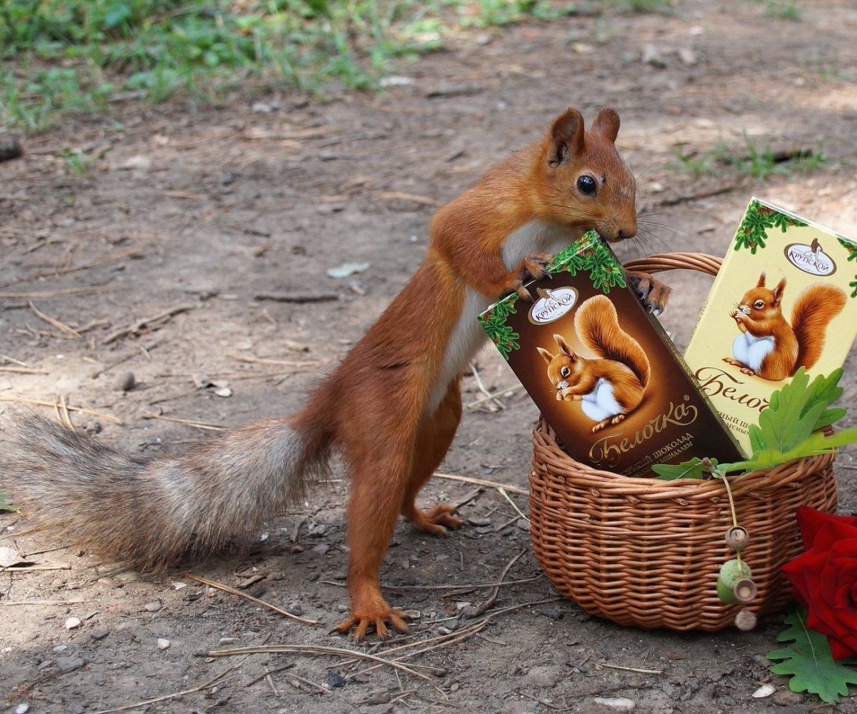 Пьяная белка