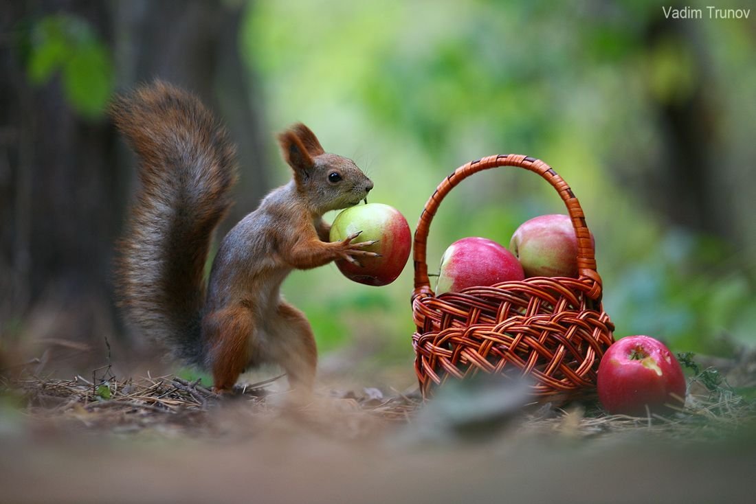 Трунов белки