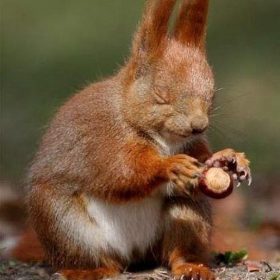 Чернобыльская Белочка