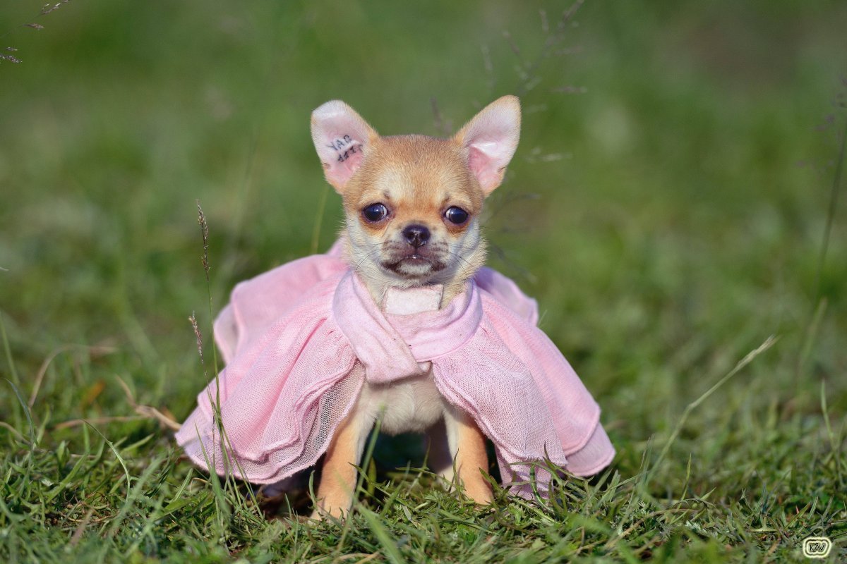 Собака чихуахуа Милли