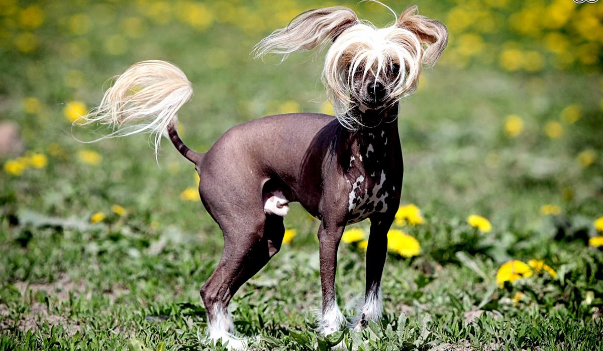 Мексиканская хохлатка