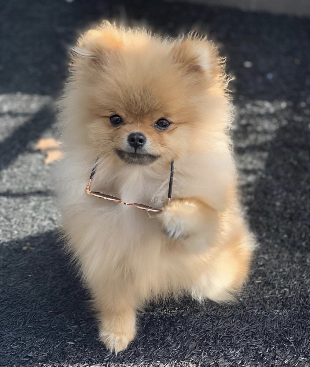 Померанский шпиц породы собак