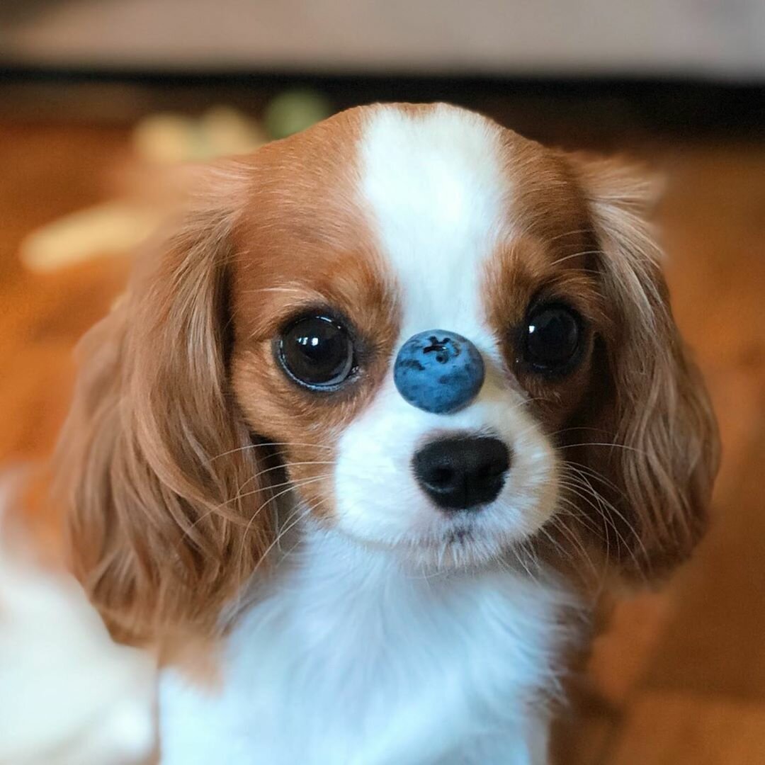 Спаниель Кинг Чарльз Несса