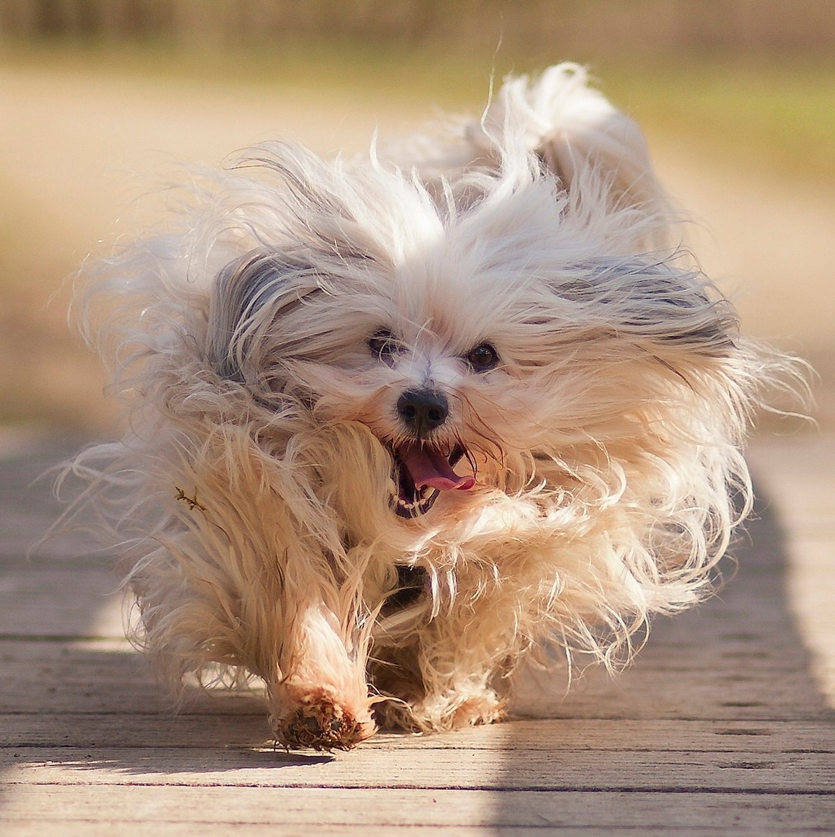 Порода Гаванский Бишон