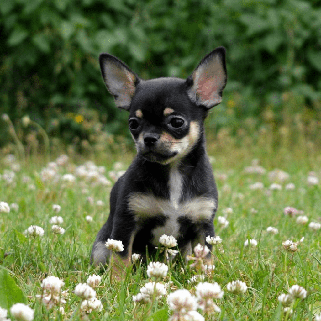 Карликовый чихуахуа