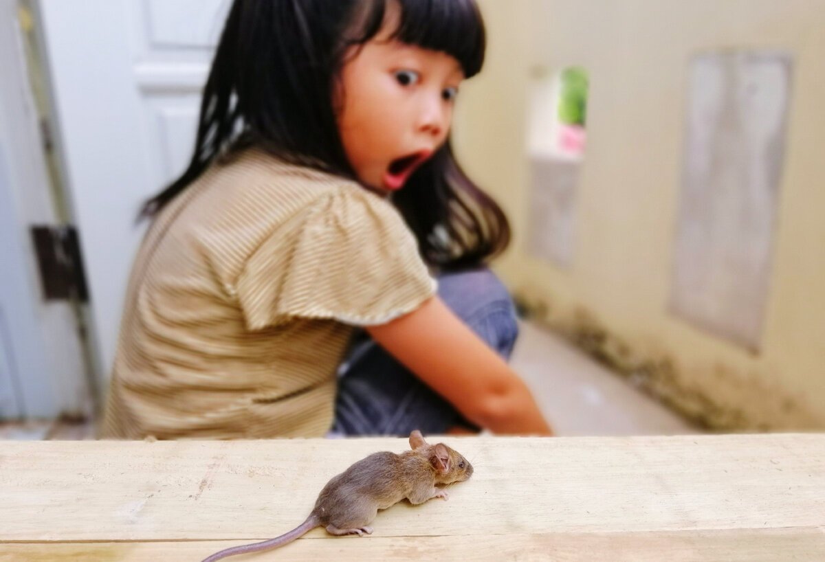 Почему крысы боятся. Боязнь мышей. Мышка девочка. Мышь испугалась. О мышах и людях.