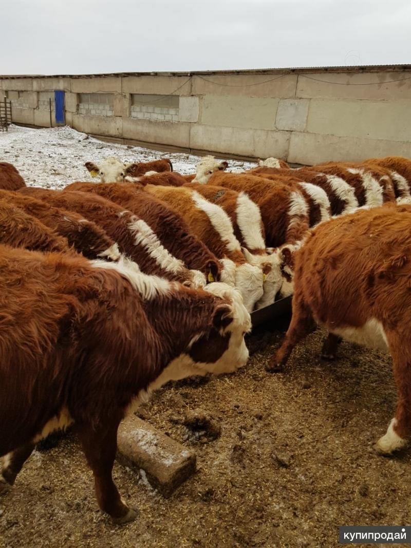 Быки породы Герефорд