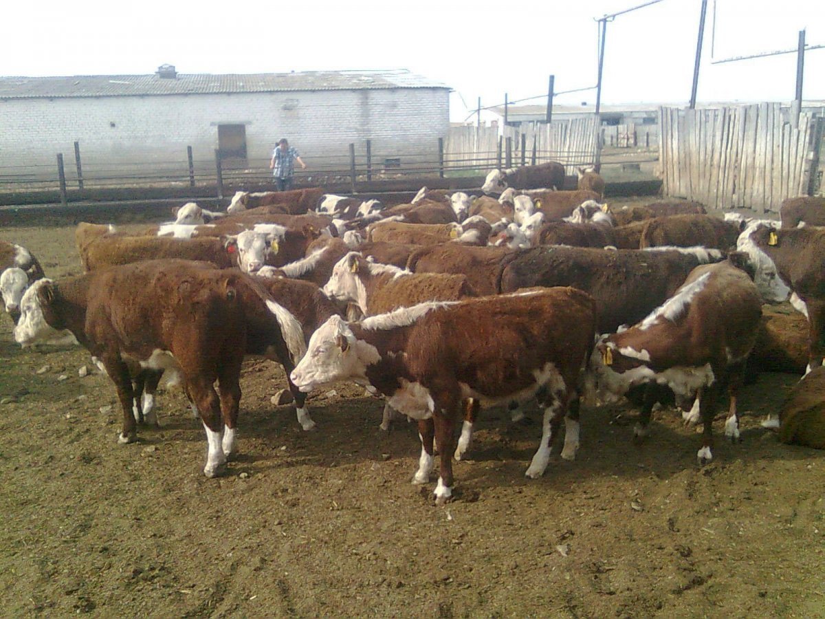 Коровы Герефорд казахская белоголовая
