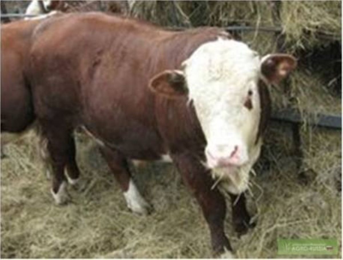 Телята казахские белоголовые 2 месяца