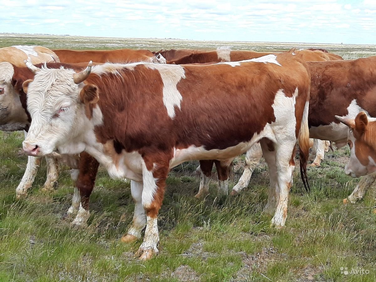 Бычки казахской белоголовой породы