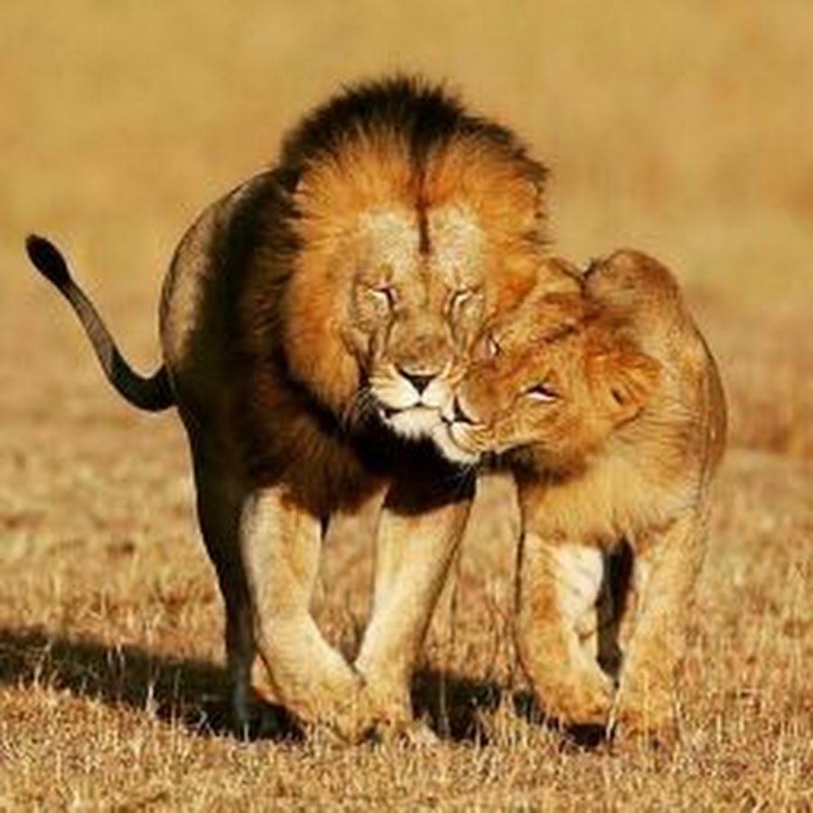 Лев и львица