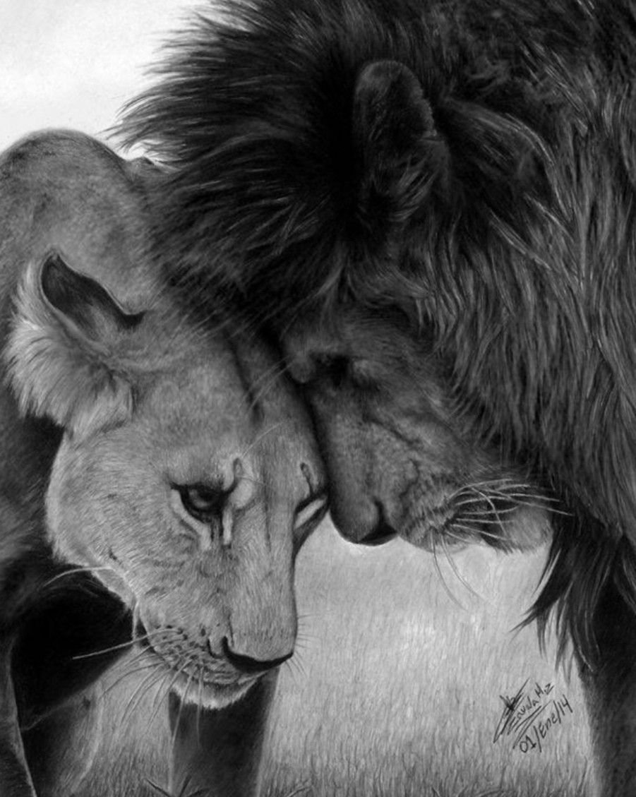 Спокойной ночи мой Лев